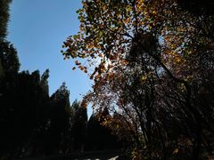 -佛慧山