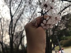 -桃花岭景区