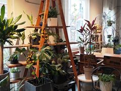 -蓝山四季西餐植物店