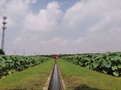 -嘉北郊野公园