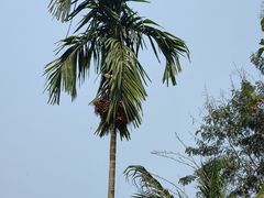 -西双版纳傣族园