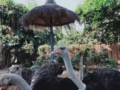-广州长隆飞鸟乐园