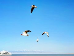 -青海湖国家重点风景名胜区