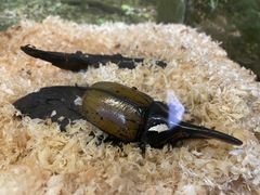 -上海大自然野生昆虫馆(东方明珠·爬宠昆虫探索中心)