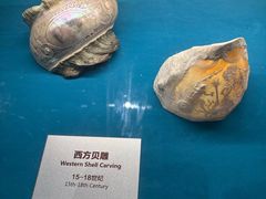 -青岛贝壳博物馆