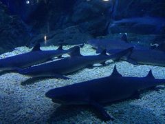 -烟台海昌鲸鲨海洋公园