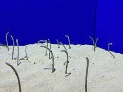 -上海海洋水族馆