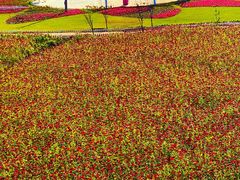 -莲花山花海