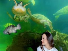 -广东惠东海龟国家级自然保护区