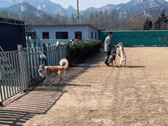 -趣玩宠物乐园寄养训犬训狗游泳池
