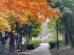 -上海共青森林公园