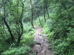 -王顺山国家森林公园