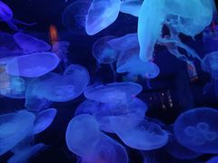 -太平洋海底世界