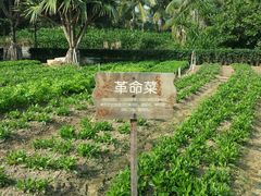 picture-三亚亚龙湾红树林度假酒店