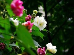 -碧云新天地二期