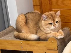 -艾贝尔宠物医院·24H转诊中心·肿瘤猫专科(江宁双龙店)