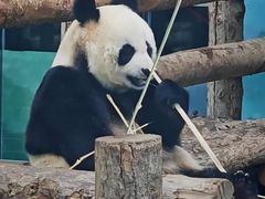 -大连森林动物园