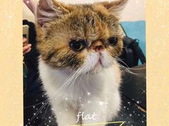 -猫小院猫主题咖啡厅(北锣店)