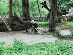 -都江堰中华大熊猫苑