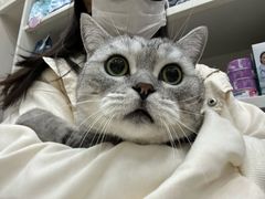 -米苏动物医院·犬猫专科·骨科外科内窥镜