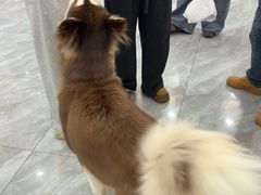-德元·美联众合24小时动物医院(总院)