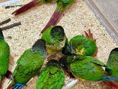 -帕帕拉兹宠物(亚洲旗舰店)