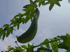 -扬州东关街文昌阁桔子水晶酒店