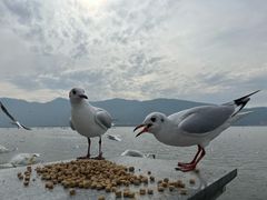 -海埂大坝