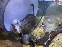 -酷以爬仙阁实体爬宠店·守宫·蜥蜴·专业繁育