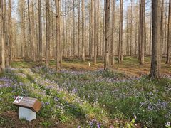 -黄海国家森林公园