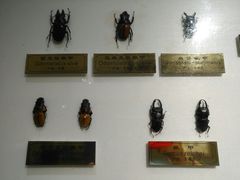 -上海昆虫博物馆