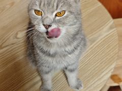 -楼上猫咖(罗湖店)