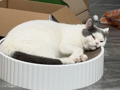 -爱诺耐芙动物医院(万博店)