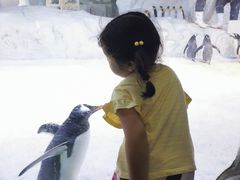 -芜湖新华联大白鲸海洋公园