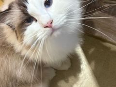 -藏猫猫咖啡主题馆(中央大道店)