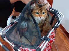 -瑞派动物医院·猫专科·至诚(江南中分院)