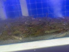 -聚盛源蒸汽海鲜火锅烤肉自助(巨川金海岸购物广场店)