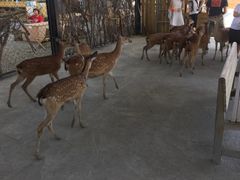 -鹿境梅花鹿生态园区