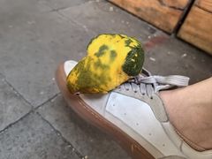 -吉丁鸟咖·异宠·寄养