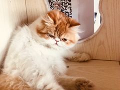-Cappucimeow猫咪咖啡馆(韦伯时代店)