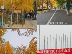 -三里屯东五街银杏大道