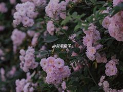 -江南茗茶城