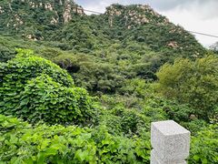 -大岭沟猕猴桃谷风景区