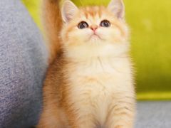 -Bastet sally猫舍购宠(静安店)