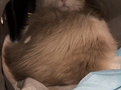 -北京派仕佳德动物医院·超导核磁·CT·神经科·骨科·内外科·急重症管理中心