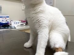 -爱诺耐芙动物医院(万博店)