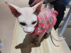 -藏猫猫咖啡主题馆(中央大道店)