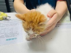 -伟伟宠物医院·CT影像中心·瑞派犬猫综合性门诊(汉口总院)