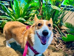 -J Create城市露营咖啡·简餐·宠物(上海动物园店)