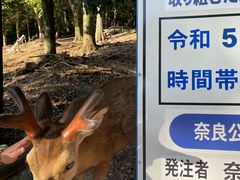 -奈良公园